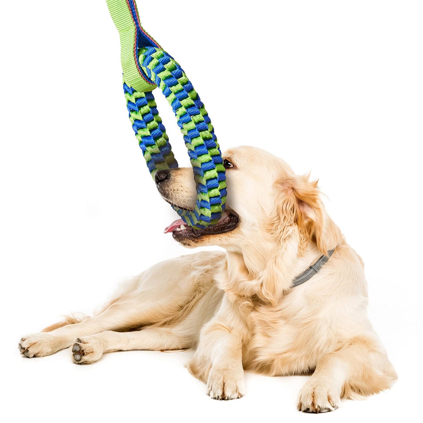 Dog playing with a green and blue braided toy on a white background